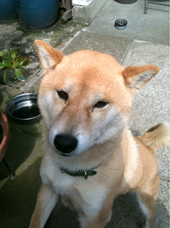 フジちゃん.jpg